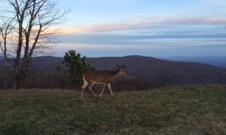 Thanksgiving entre nature et Histoire