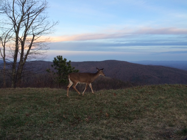 Thanksgiving entre nature et Histoire