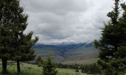 Yellowstone sous la neige…au mois de juin